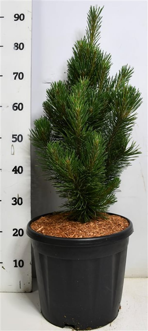 Bergtall – Pinus mugo &
