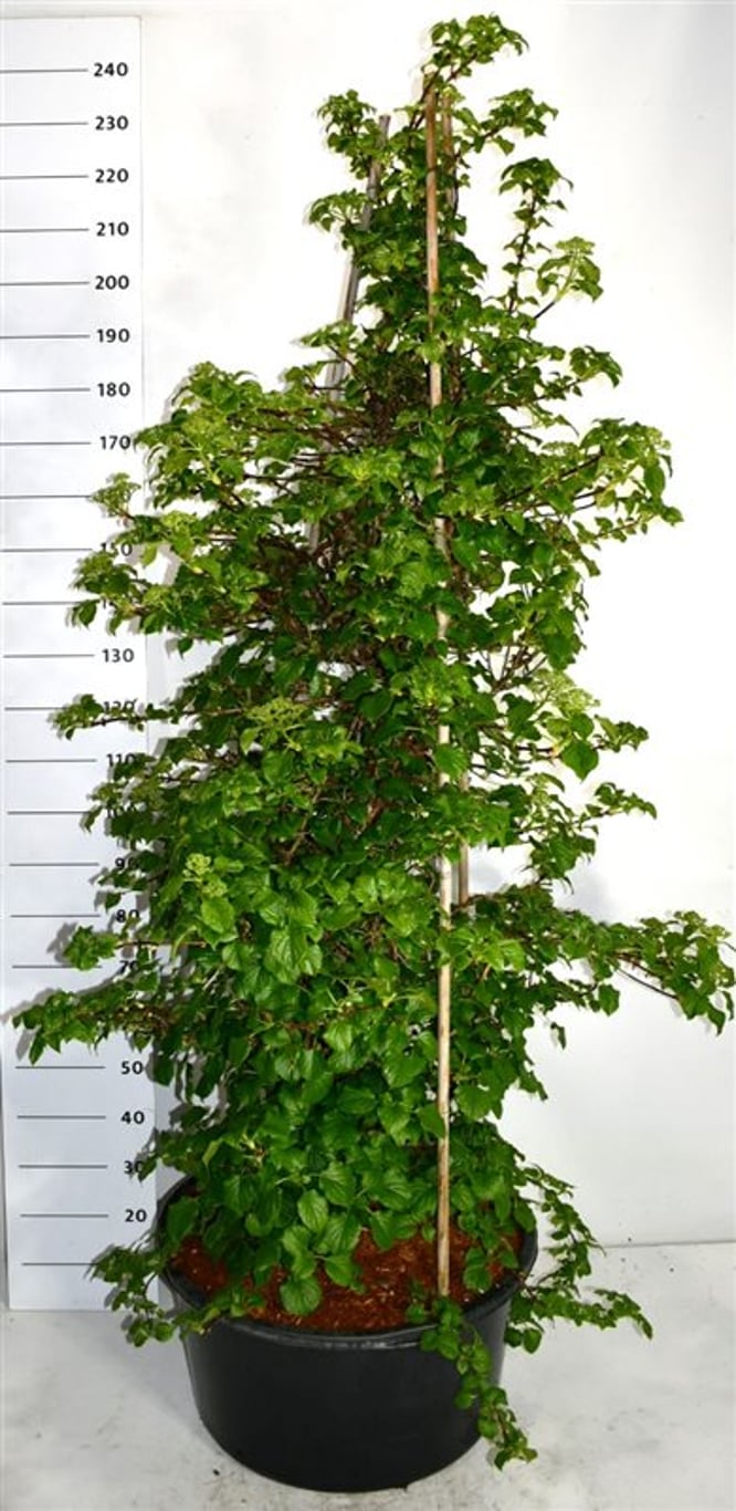 Klätterhortensia – Hydrangea petiolaris - C60 150-175 cm.
