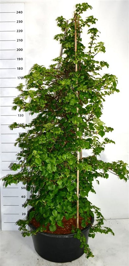 Klätterhortensia – Hydrangea petiolaris - C60 150-175 cm.