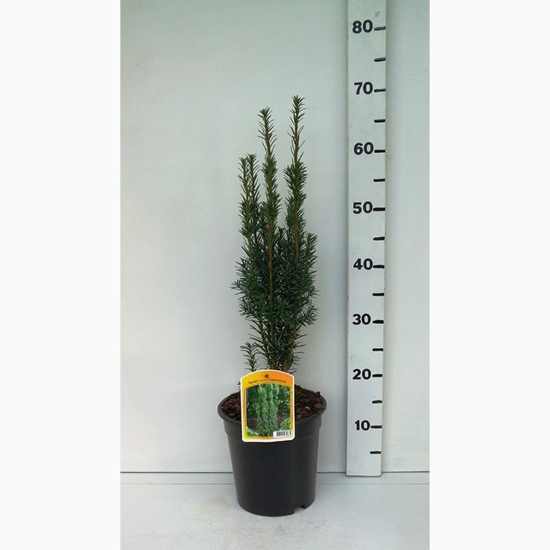 Idegran – Taxus baccata &