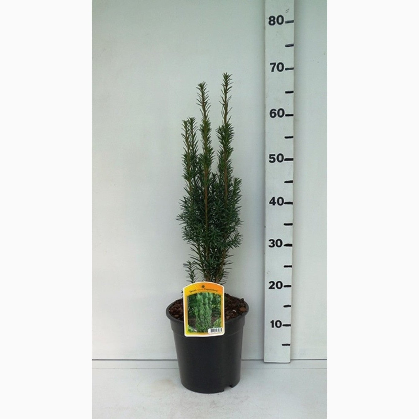 Idegran – Taxus baccata 'Cappenberg' - C3 40-50 CM