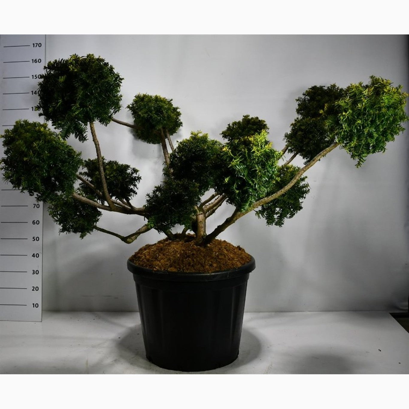 Idegran – Taxus baccata 'Summergold' - 125-150 CM Multiplateau in Container