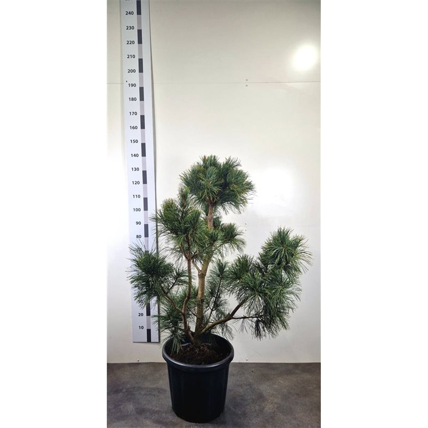 Flexibarrtall – Pinus flexilis 'Cessarini Blue' - 100-120 CM Bonsai Cont.