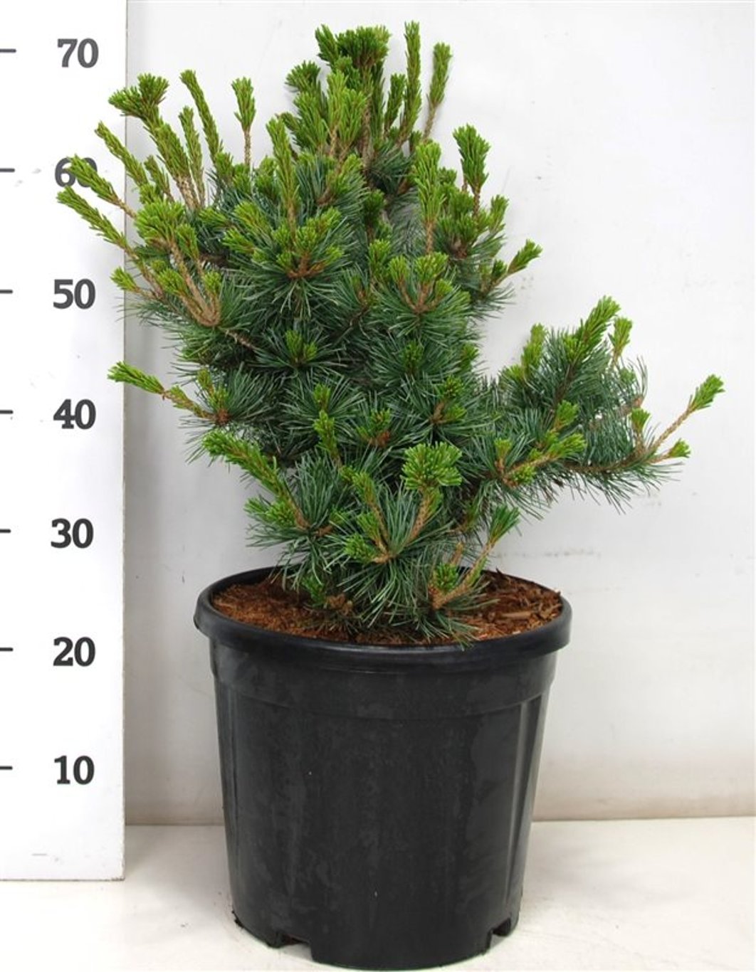 Japansk vit­tall – Pinus parviflora &