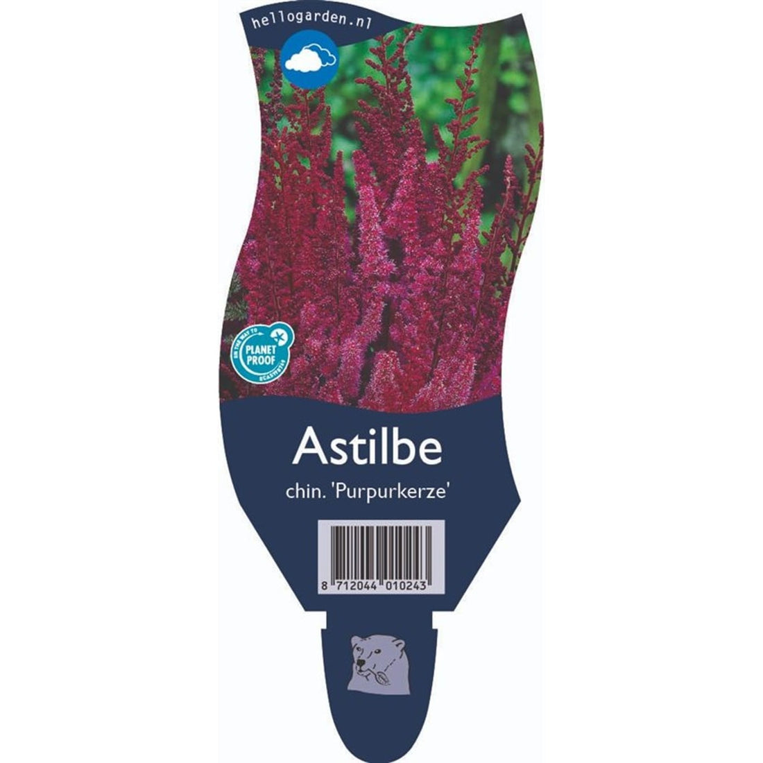 Astilbe – Astilbe c. &