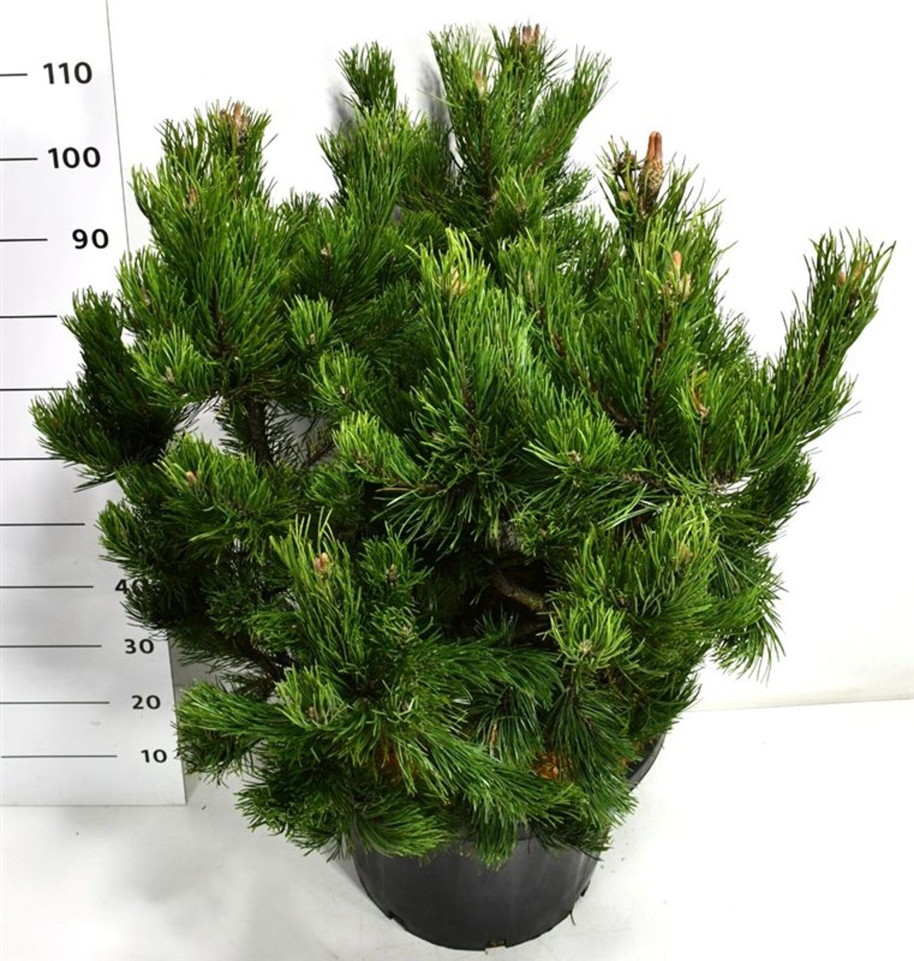 Bergtall – Pinus mugo 'Gnom' - C45 80-90 cm.