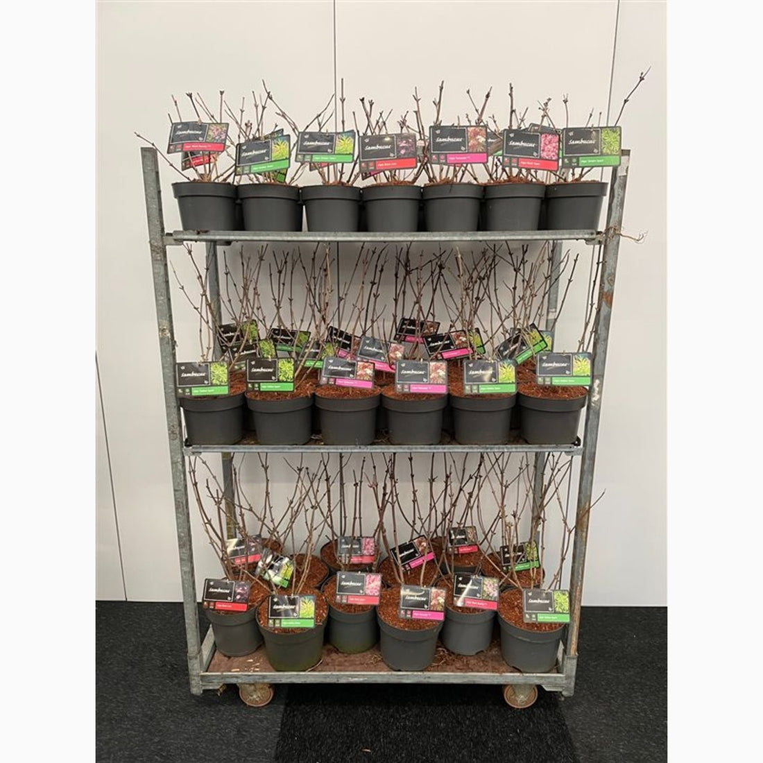 Fläder – Sambucus nigra &