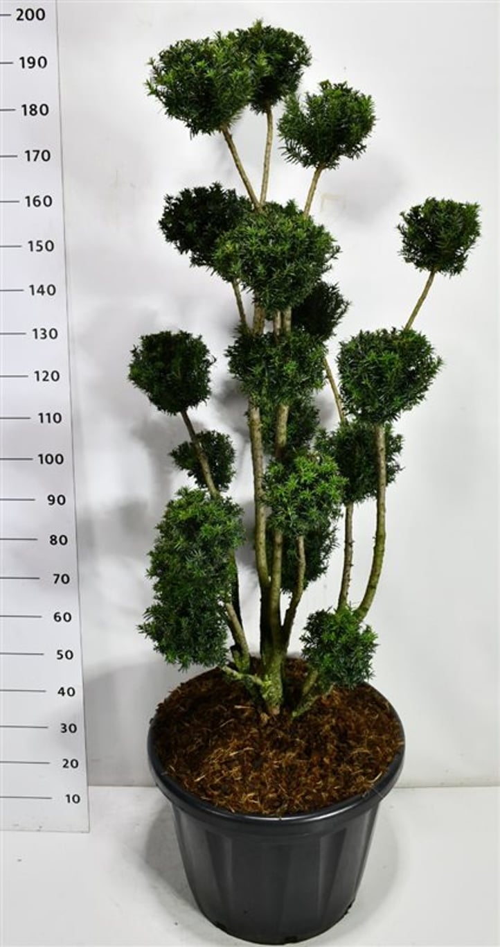 Hybrididegran – Taxus media &