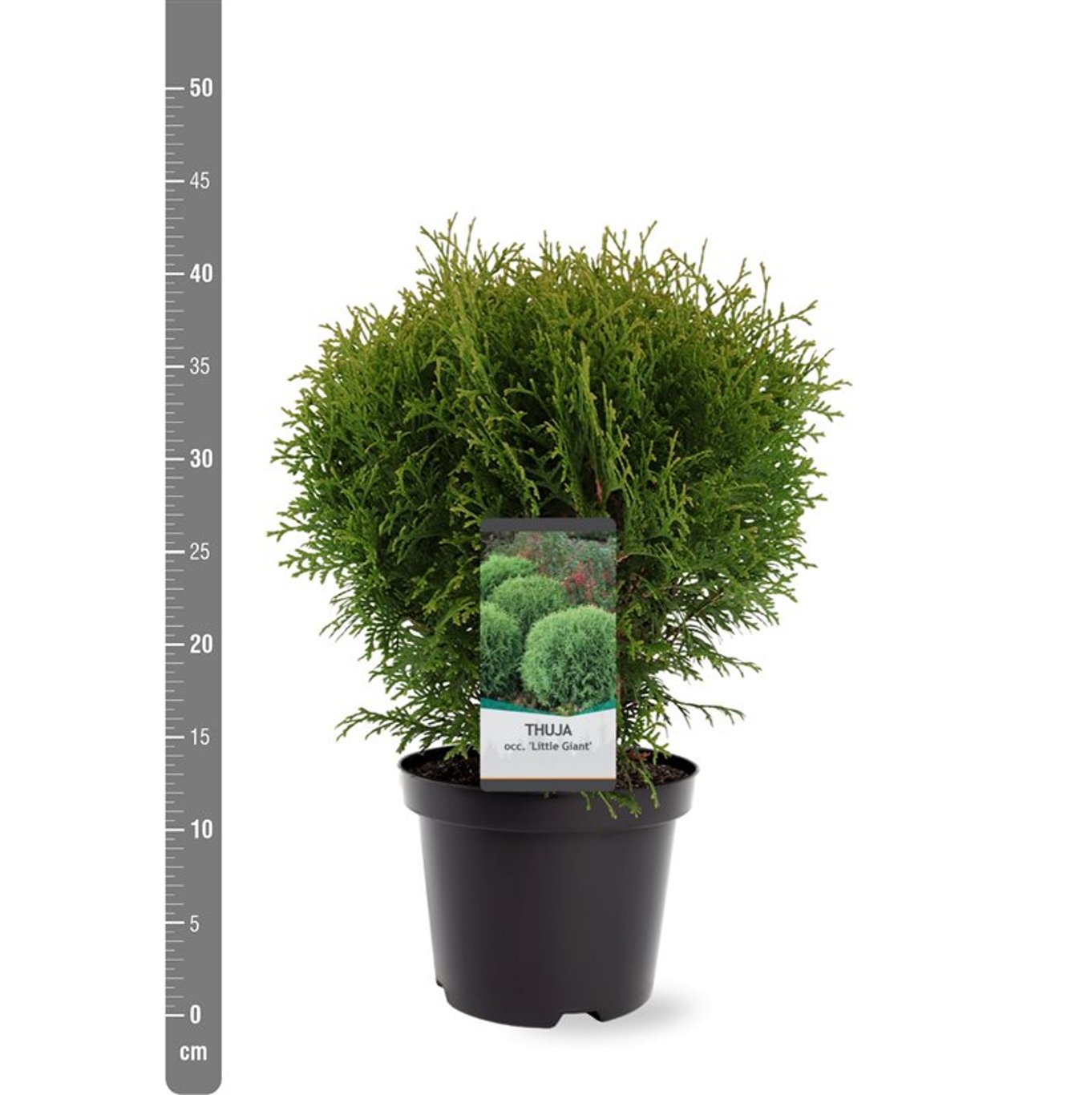 Thuja – Thuja occidentalis 'Little Giant' - C3 25-30 CM
