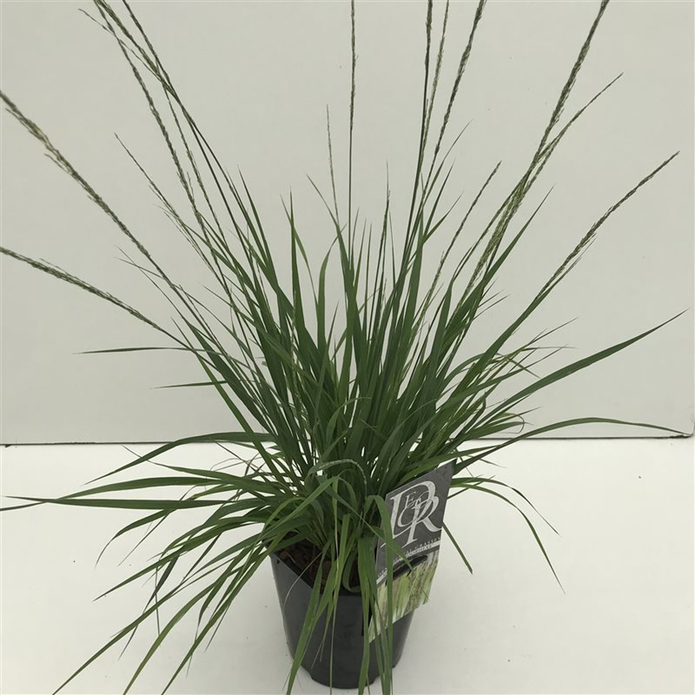 Blåtåtel – Molinia caerulea 'Moorhexe' - C2