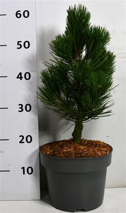 Balkantall – Pinus heldreichii &