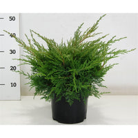 Pfitzer-en – Juniperus pfitzeriana 'Pfitzeriana Compacta' - C5 30-40 cm.