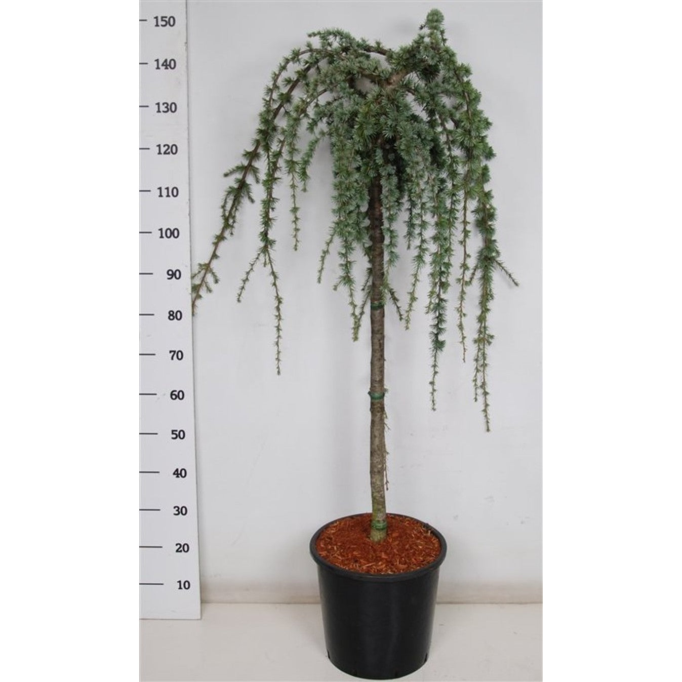 Atlasceder – Cedrus atlantica 'Glauca Pendula' - 80 CM Stem C20