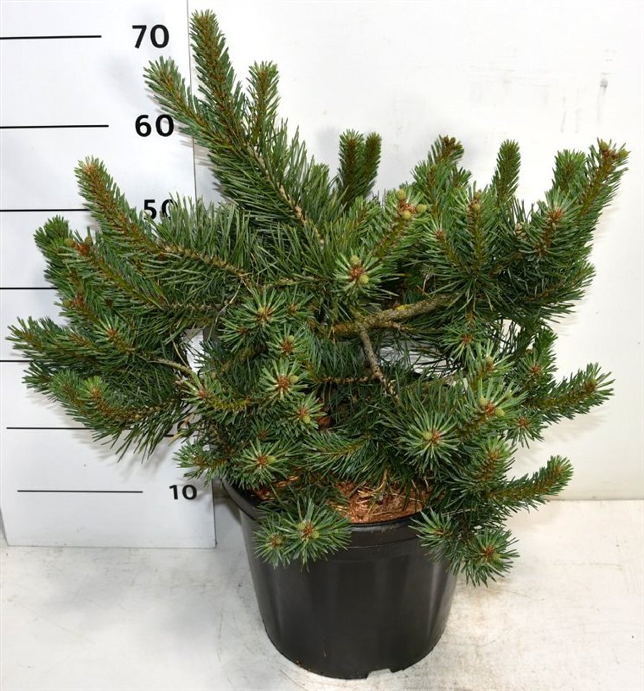 Tall – Pinus sylvestris 'Albyns' - C18 40-50 cm.