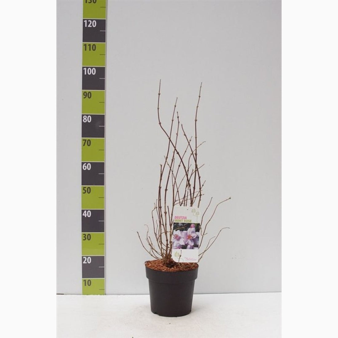 Riddarsporre – Delphinium Highlander Mystery Sensation - C4,6 50-60 CM