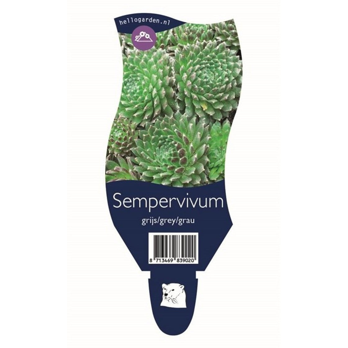 Taklök (färgvariant); – Sempervivum Grijs/Grey/Grau - P11