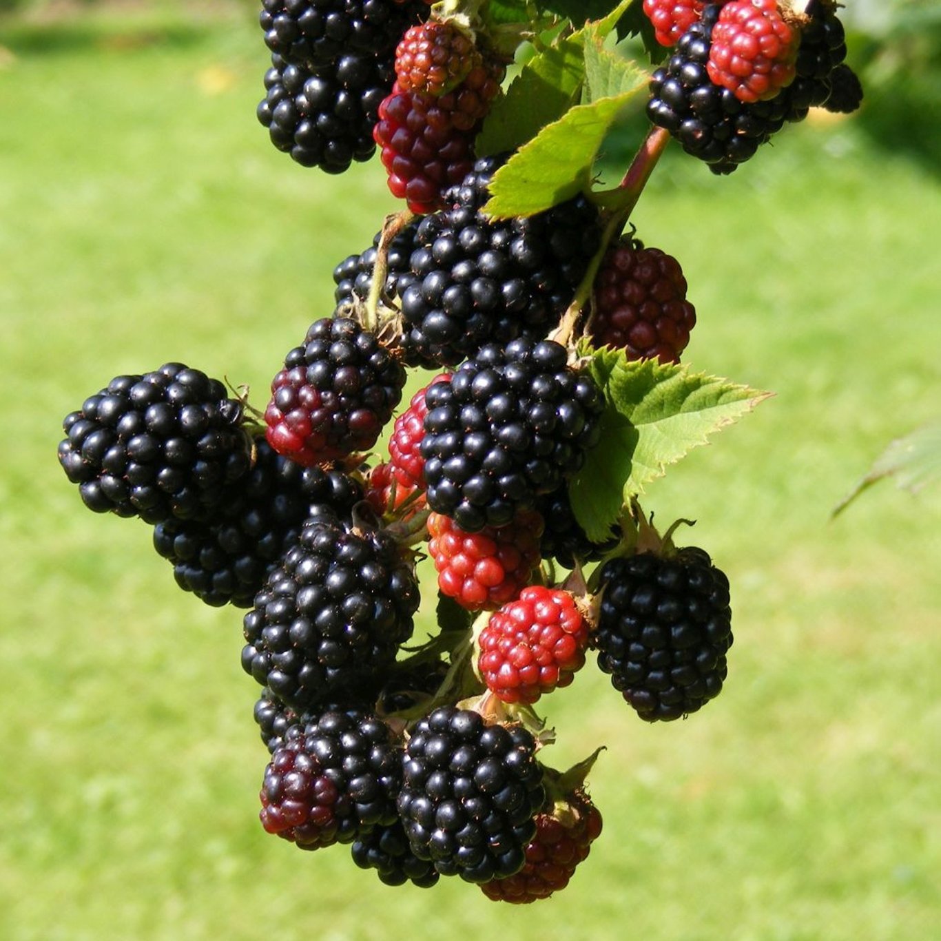 Björnbär – Rubus fruticosus 'Loch Ness' - C3 40-60 CM