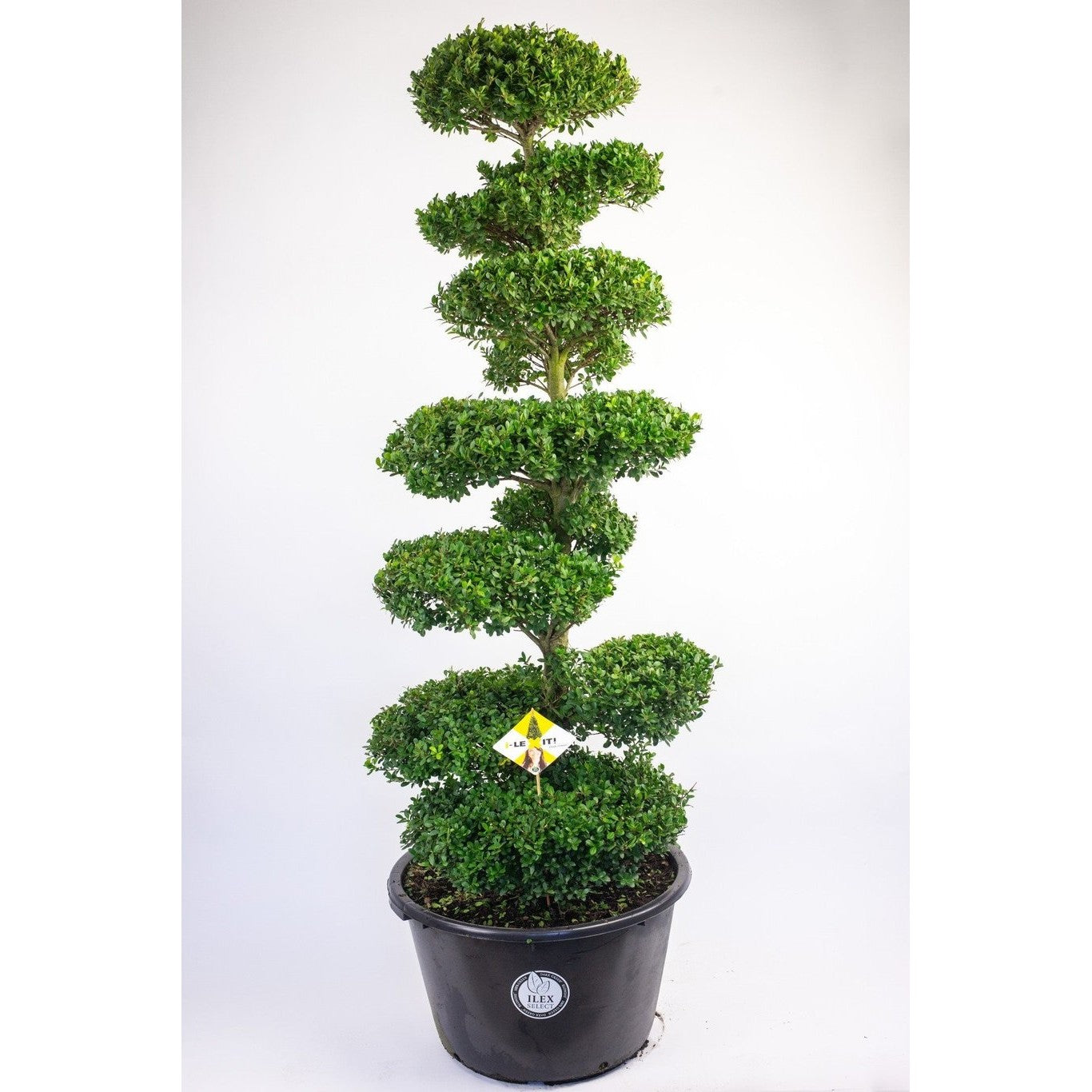 Japansk järnek – Ilex crenata 'Dark Green'® - 160-180 CM Bonsai Cont.