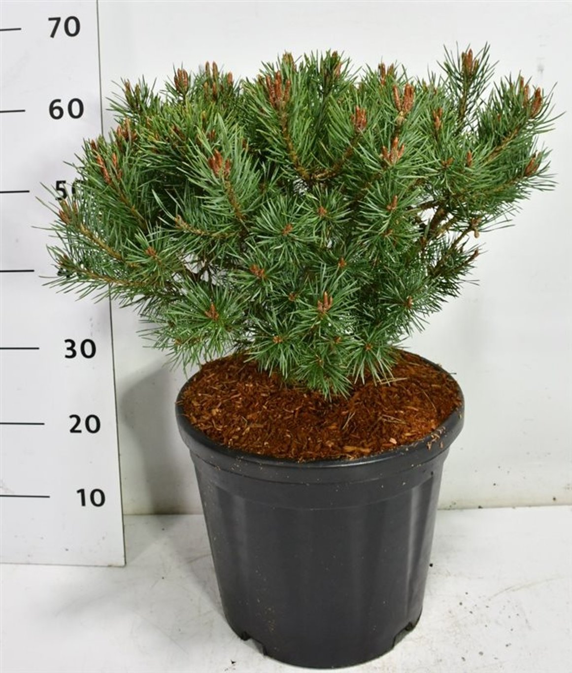 Tall – Pinus sylvestris &