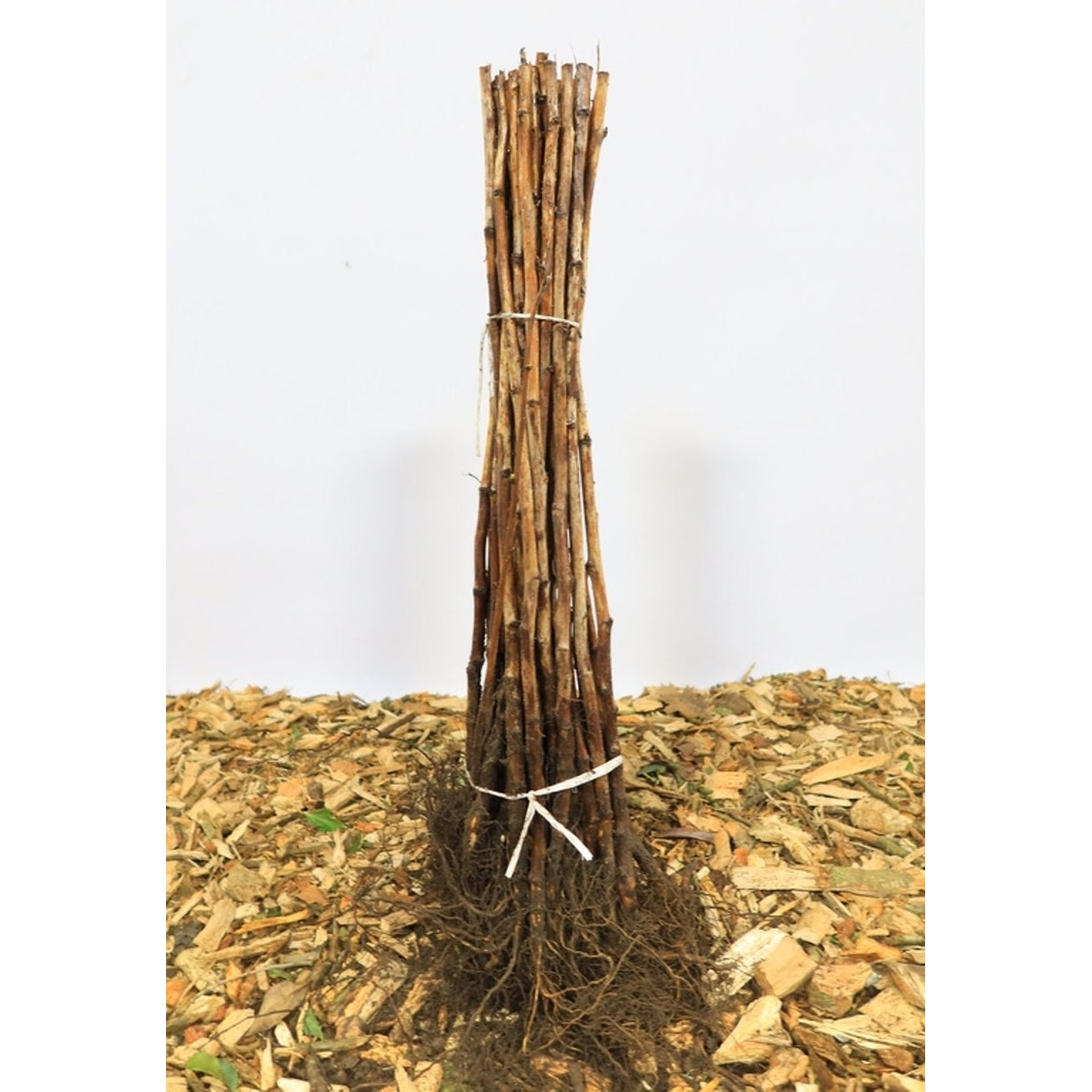 Fruit Trees bare roots