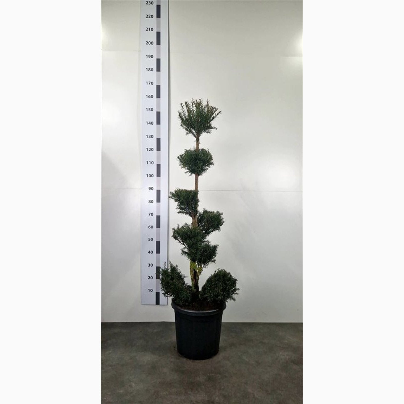 Idegran – Taxus baccata - 120-140 CM PonPon Cont.