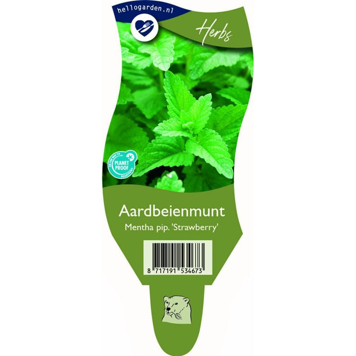 Pepparmynta – Mentha piperita 'Strawberry' - P11