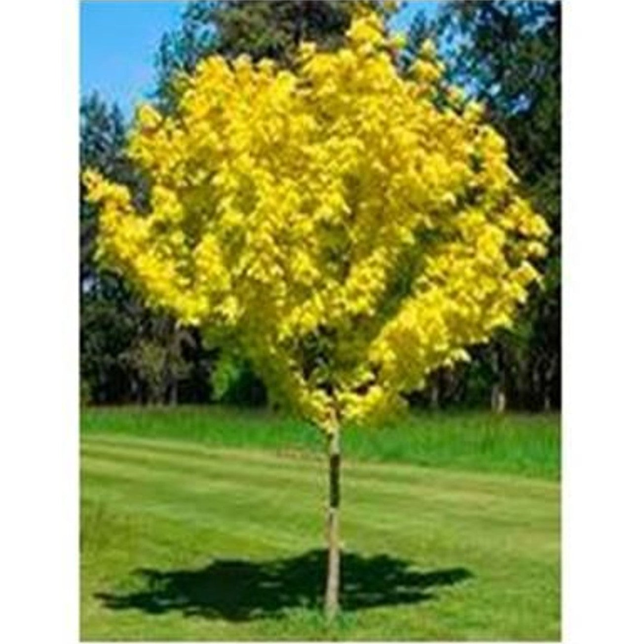 Japansk lönn – Acer pal. 'Green Globe' - 110 CM Stem C10