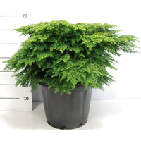 Hemlock – Tsuga canadensis 'Green Globe' - C25 50-60 cm.