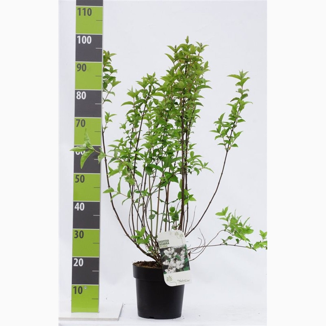 Slånspirea – Deutzia scabra 'Plena' - C4,6 50-60 CM