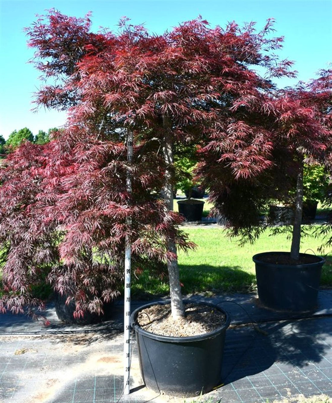 Japansk lönn – Acer palmatum &