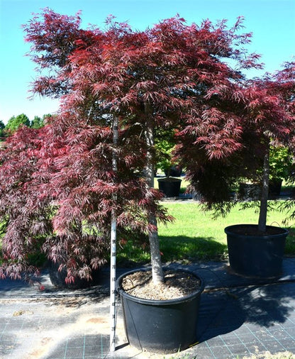 Japansk lönn – Acer palmatum &