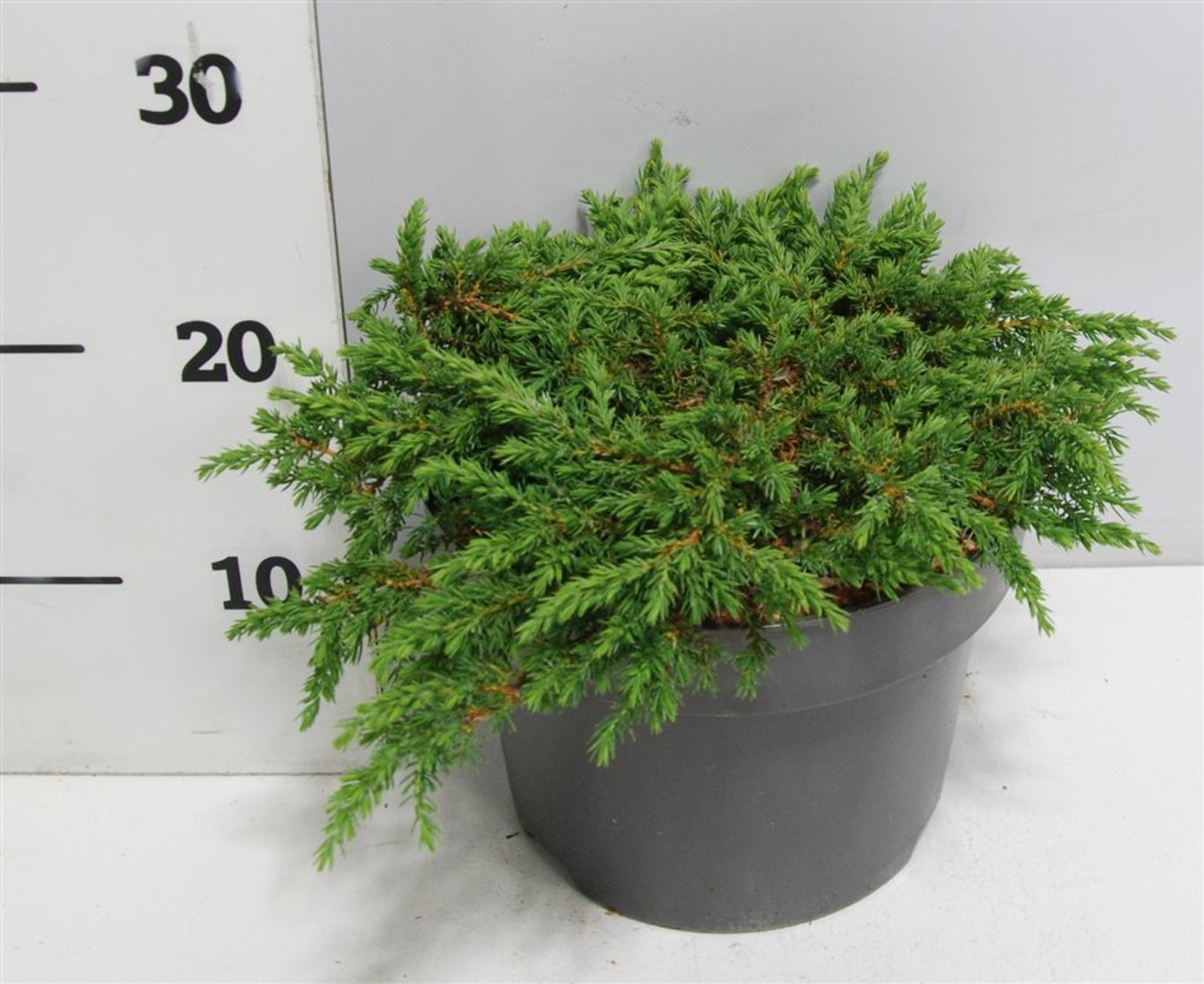 En – Juniperus communis 'Green Carpet' - C5 30-40 cm.