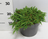 En – Juniperus communis 'Green Carpet' - C5 30-40 cm.