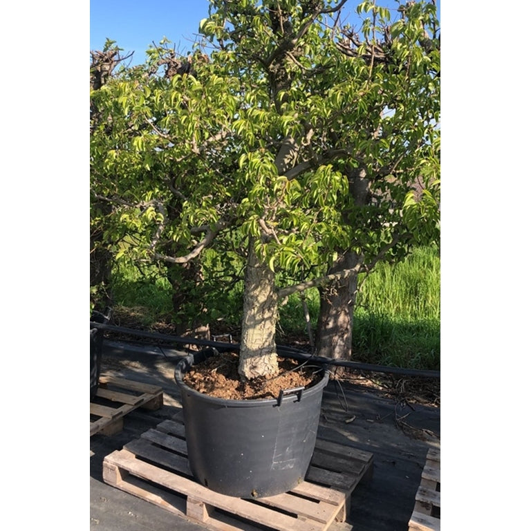 Päron – Pyrus communis 'Doyenné du Comice' - C100 225-250 CM