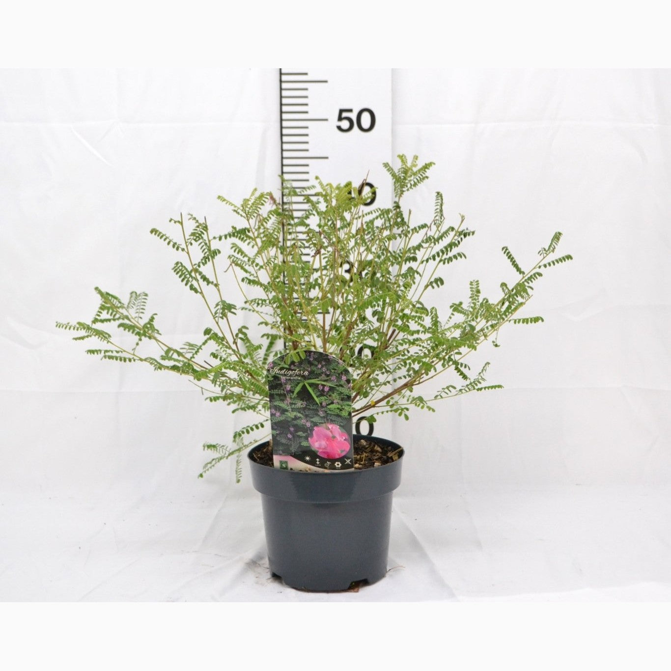 Indigo – Indigofera heterantha - C3 20-40 CM