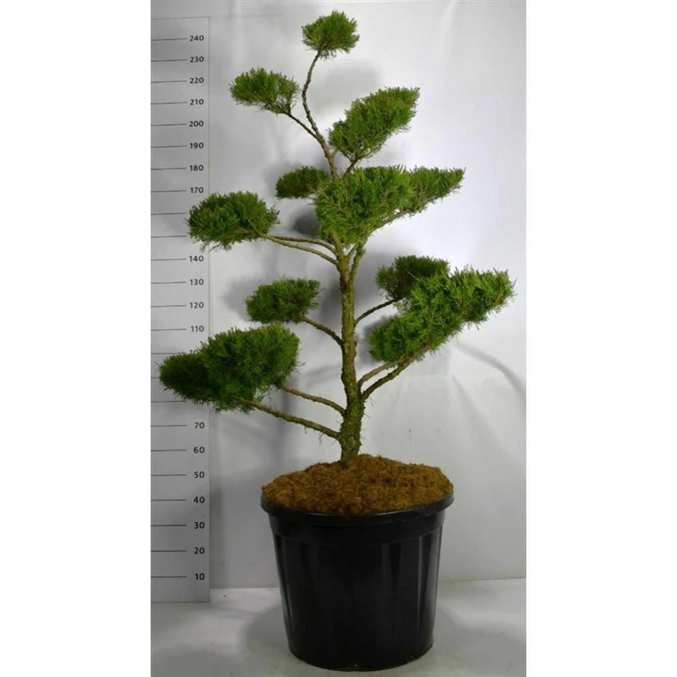 Pfitzer-en – Juniperus pfitzeriana 'Mint Julep' - C130 160-180 cm. Bonsai