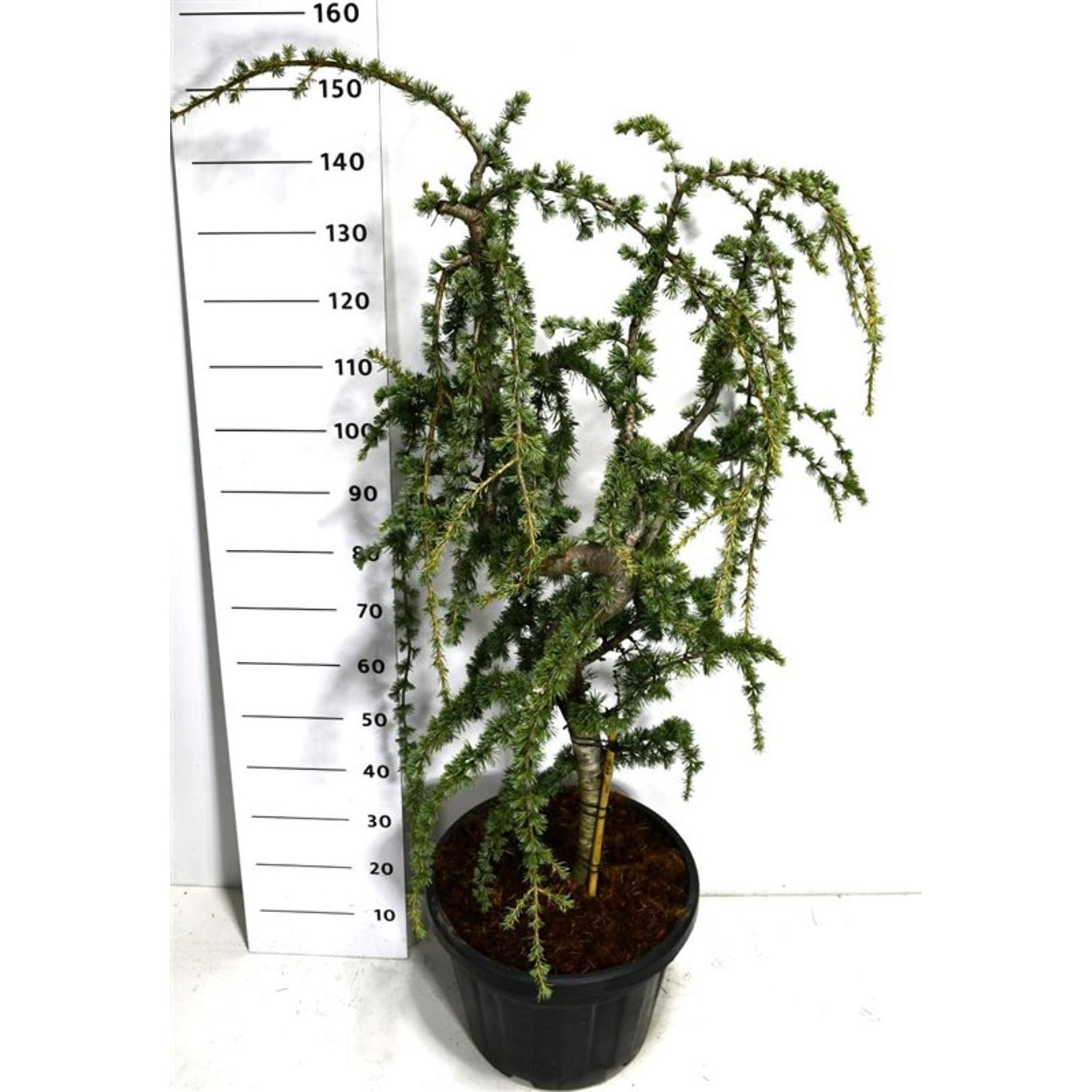 Atlasceder – Cedrus atlantica 'Glauca Pendula' - 30 CM Stem Cont.