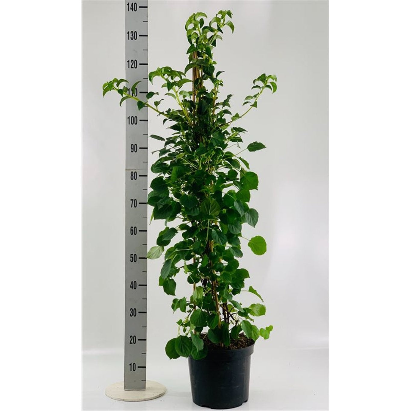 Hortensia – Hydrangea arborescens 'Pink Percussion' - C7,5 100-125 CM