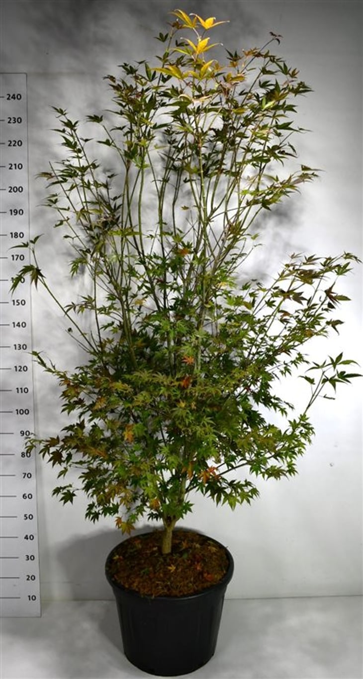 Japansk lönn – Acer palmatum &