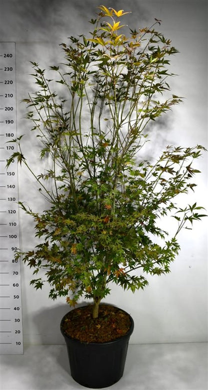Japansk lönn – Acer palmatum &