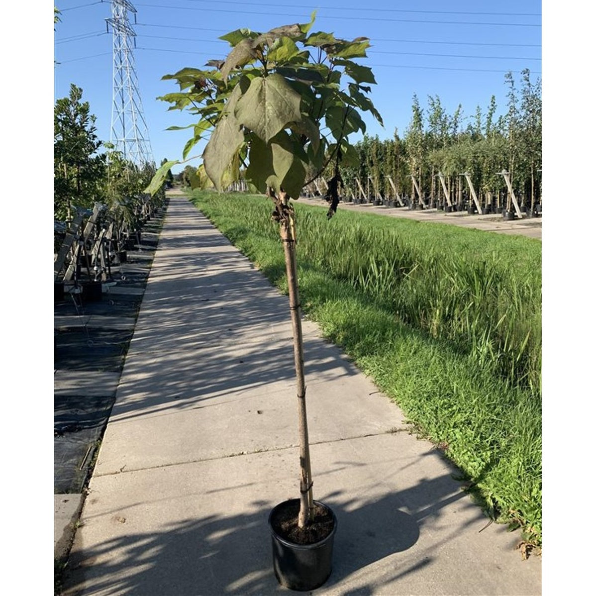 Trumpetträd – Catalpa erubescens 'Purpurea' - 120 CM Stem C10