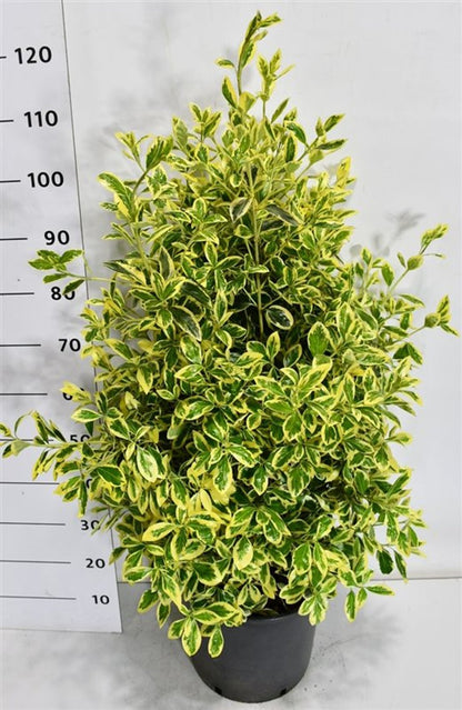 Japansk benved – Euonymus japonicus &