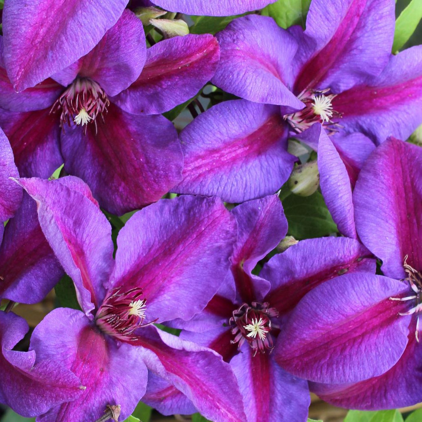 Klematis – Clematis 'Mrs N. Thompson' - C2 50-60 CM 3 Stick