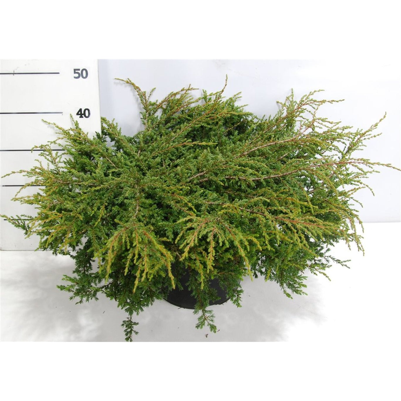 En – Juniperus communis &