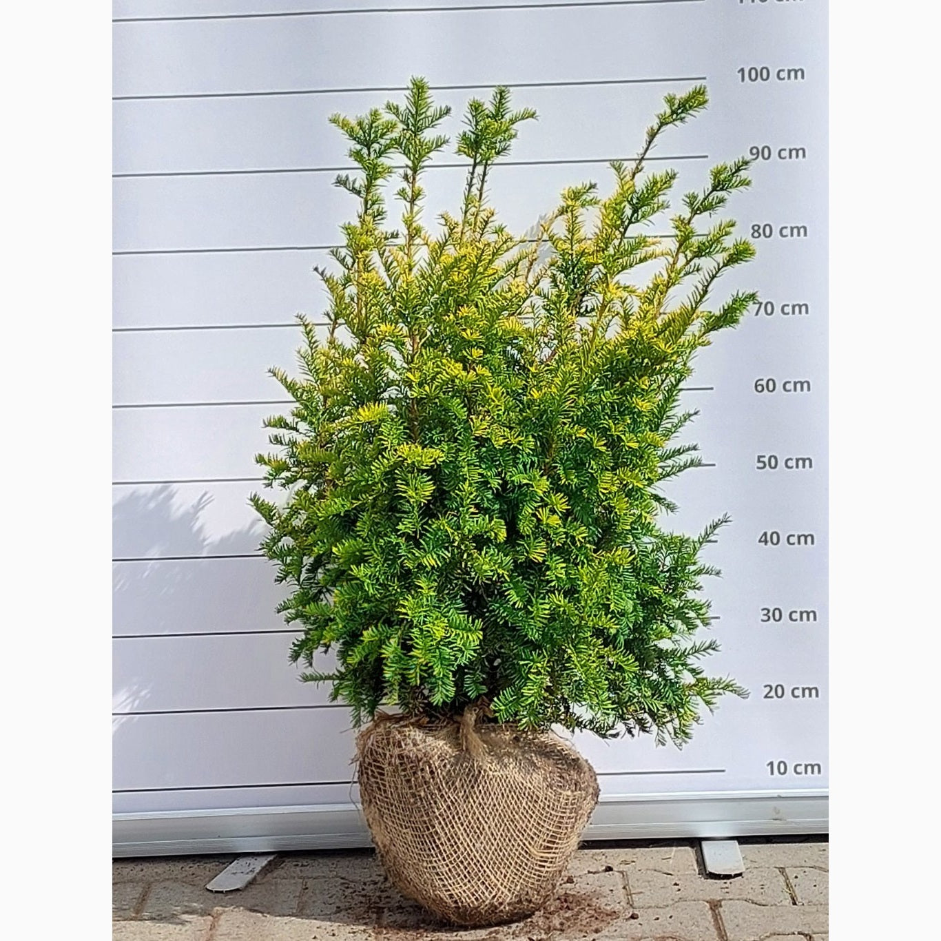 Idegran – Taxus baccata 'Semperaurea' - 70-80 CM RB