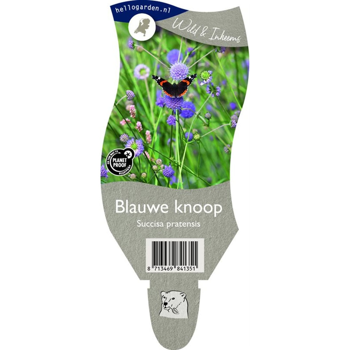 Ängsvädd – Succisa pratensis - P11