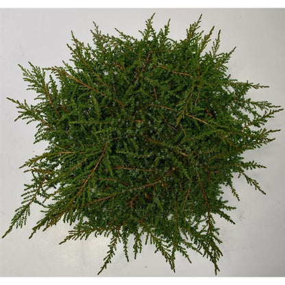 En – Juniperus communis &