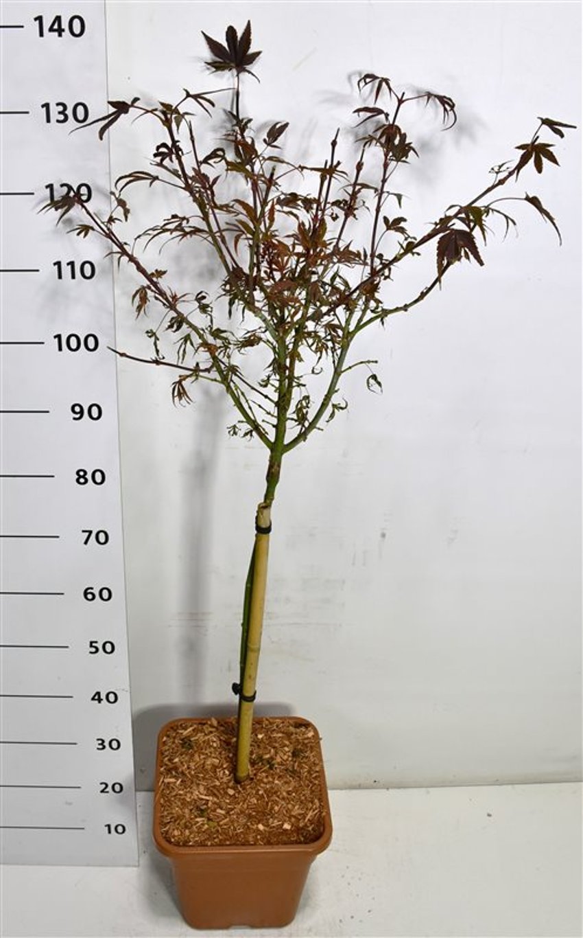 Japansk lönn – Acer palmatum &
