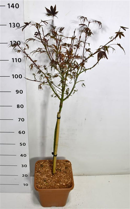 Japansk lönn – Acer palmatum &