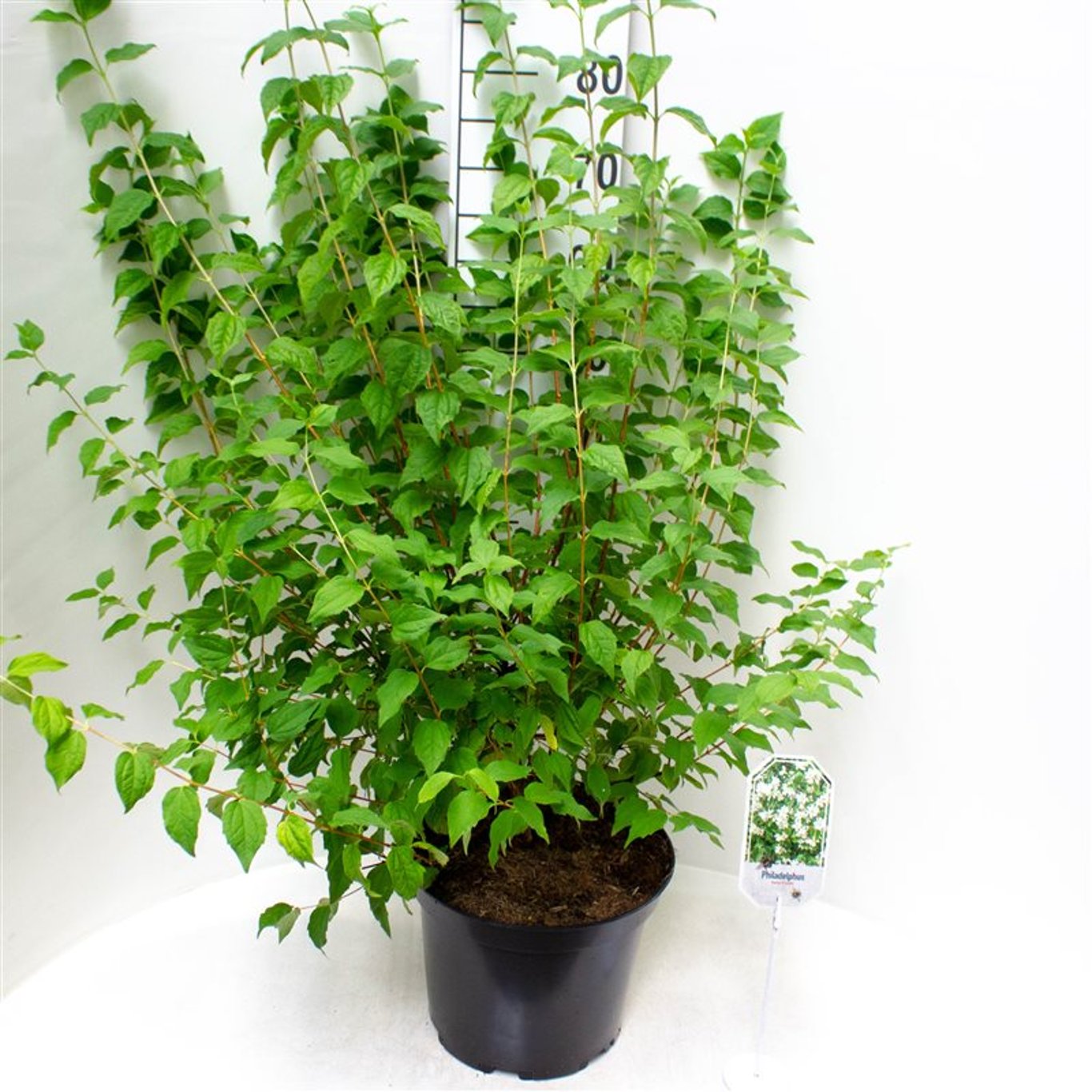 Schersmin – Philadelphus 'Belle Etoile' - C3 30-40 CM